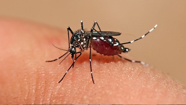 Viana começa vacinação contra dengue nas escolas a partir de quarta-feira